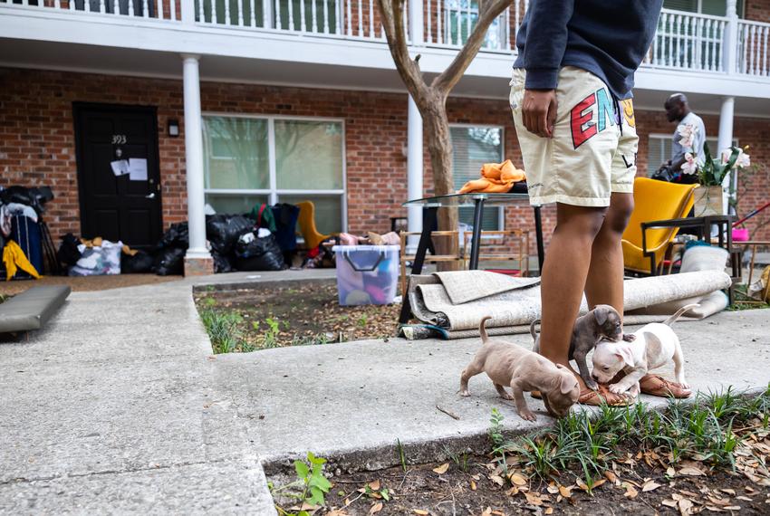 A tenant walks her puppies outside of an apartment where the tenants were evicted and the apartment emptied at the Life at Jackson Square apartments on Tuesday, April 11, 2023, in Houston, TX.