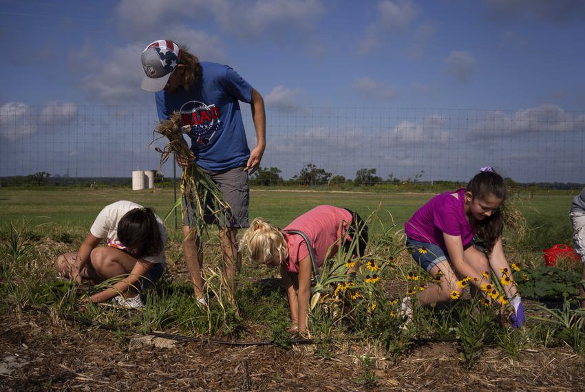 From left: Ava Moore, 18; Caleb Rappolee, 17; Pera Taylor, 11; and Salaya Henderson, 11, volunteer gardeners, pick fresh onions at the Dewey Prairie Garden in Donie on June 29, 2023. The Dewey Prairie Garden is a pilot program that practices the final stages of NRG Jewett Mine’s environmental reclamation process that takes on average 12 years from start to finish.