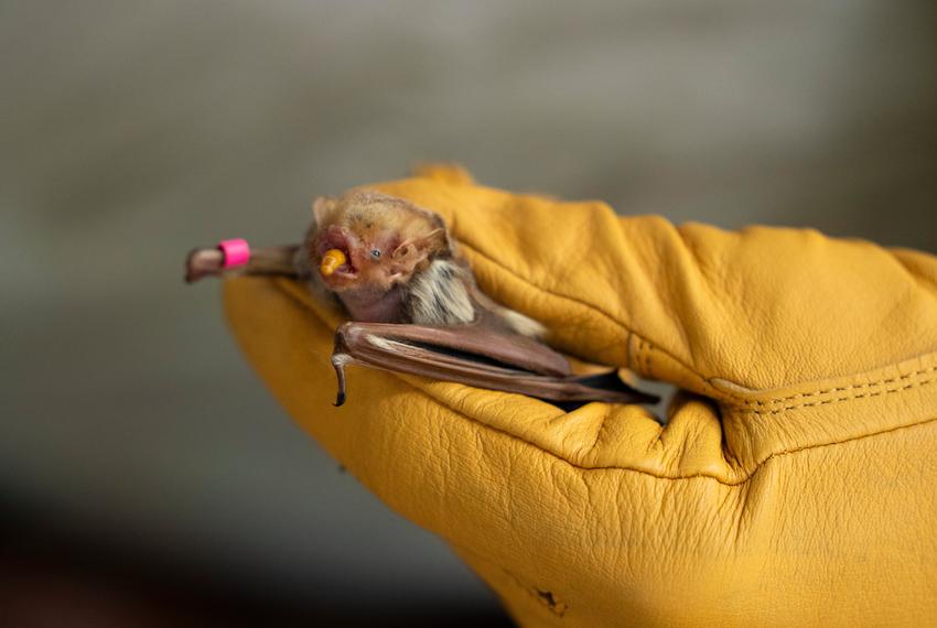 Dianne Odegard, co-founder of the Austin Bat Refuge, feeds a yellow bat a mealworm during its rehabilitation process in Austin on July 14, 2023.