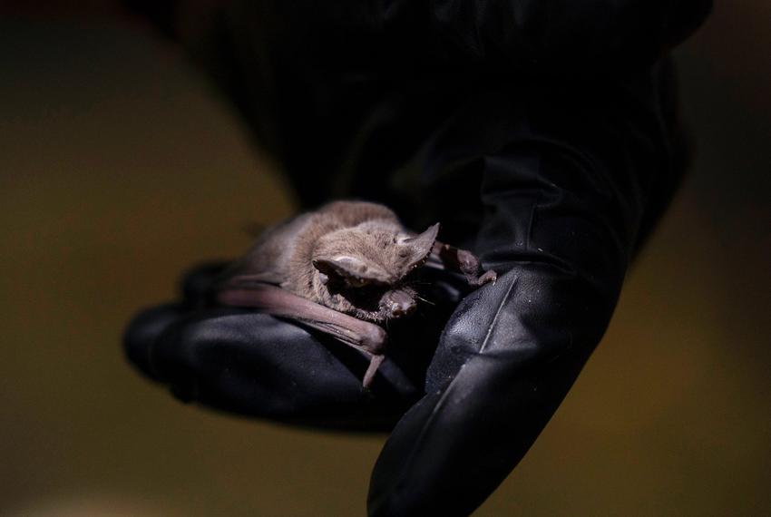 Lee Mackenzie, co-founder of the Austin Bat Refuge, holds a Mexican free-tailed bat in his hands inside their flight cage in Austin on July 14, 2023.