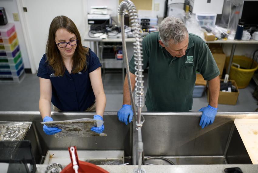 Houston, Texas: Kathy Sweezey, Coastal Restoration Project Manager with the Nature Conservancy (left) and Bill Rodney, Coastal Ecologist for Texas Parks and Wildlife Department, wash off tiles to prepare to examine them October 13, 2023 at a research facility in Houston, Texas. Mark Felix/The Texas Tribune