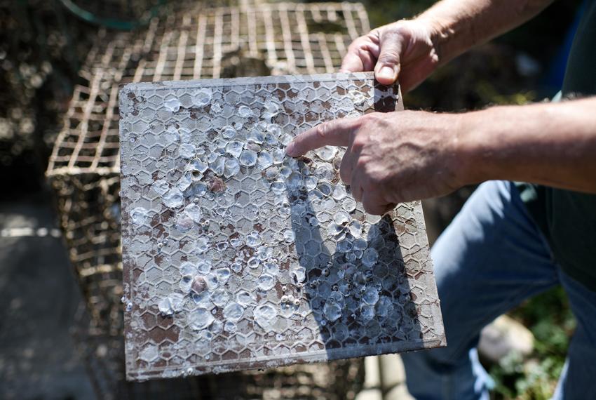 Houston, Texas: Bill Rodney, Coastal Ecologist for Texas Parks and Wildlife Department shows where oyster spat had latched to an old tile used on a previous experiment October 13, 2023 at a research facility in Houston, Texas. Mark Felix/The Texas Tribune