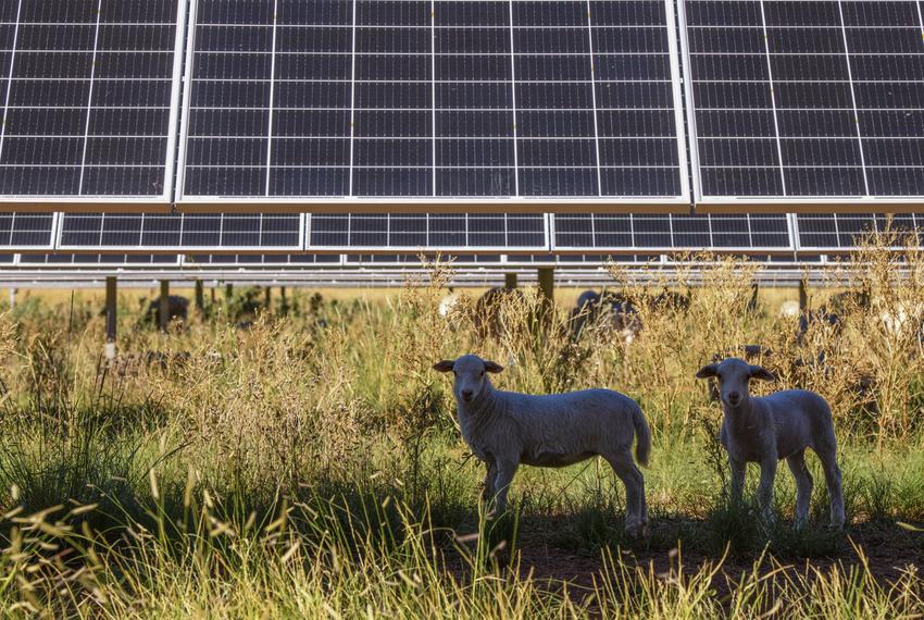 Lambs graze in the shade of a solar panel at the Enel solar farm Friday, Oct. 20, 2023, in Haskell County.