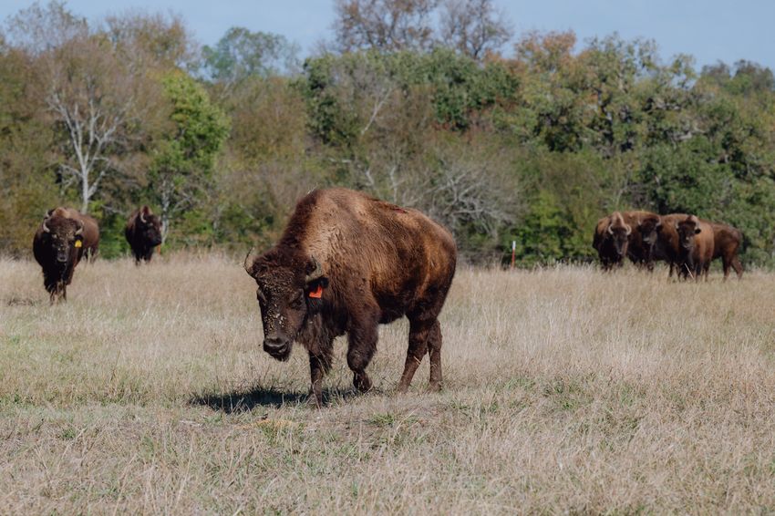 A herd of bison gifted to Theda Pogue, affiliated with the Muscogee Creek Nation of Oklahoma, and her family, graze at GP Ranch on Saturday, November 4, 2023 in Sulphur Springs, Texas. Part of the herd was recently transferred from Colorado with the help of the Tanka Fund, a Native American-led nonprofit organization and the Nature Conservancy to revitalize buffalo populations and provide resources for Native ranchers and producers. The Pogue family hosted a blessing ceremony to welcome the herd.