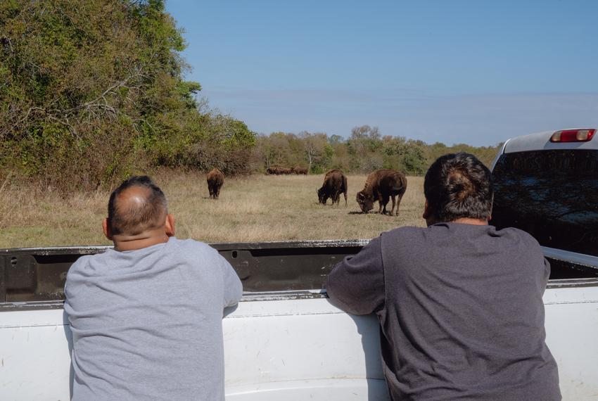 Reverend Eric Thlocco, 49, member of Tokvbvche Methodist Church and affiliated with the Seminole Nation of Oklahoma, and Deacon Wendell Reschke, 53, member of Tokvbvche Methodist Church and affiliated with the Seminole Creek Nation of Oklahoma, (left to right) witness three herds of bison gifted to Theda Pogue, affiliated with the Muscogee Creek Nation of Oklahoma, and her family on Saturday, November 4, 2023 at GP Ranch in Sulphur Springs, Texas. The two men arrived to partake in a blessing ceremony welcoming the herds on National Bison Day.