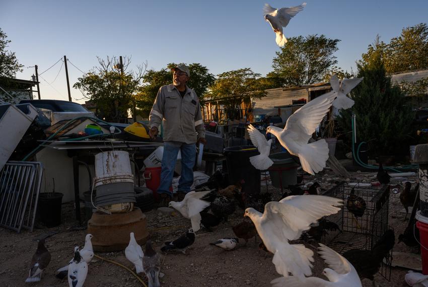 Pigeons flock to Jesús Rodriguez as he feeds his chickens “scratch,” bird feed, while organizing the junkyard behind his home Monday, Nov. 6, 2023, in West Odessa. “I come here for therapy,” Rodriguez said about tending to his animals during stressful moments. He raises a variety of animals not otherwise allowed within city limits including his fowl, goats and a donkey.