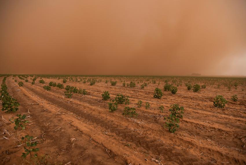 Cotton plants grow in a field while a dust storm blows ahead of a late summer thunderstorm Monday, Aug. 29, 2022, in Terry County, Texas. (Justin Rex for The Texas Tribune)