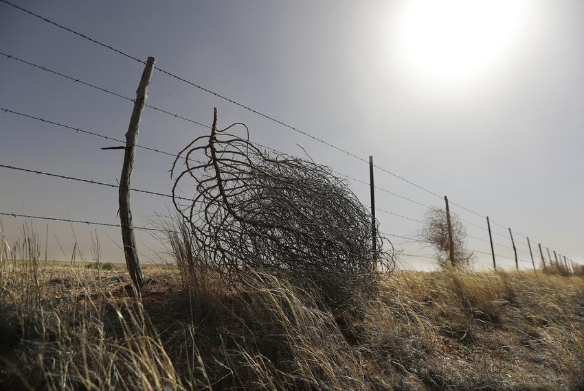 Tumbleweeds cling to a barbed wire fence approximately 10 miles north of Brownfield on the Lubbock Road. High winds kicked up a dust storm that blanketed parts of West Texas on Tuesday afternoon, Feb. 14, 2023.